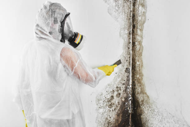 Best Mold Removal Company Near Me  in Edburgh, IN