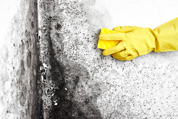 Best Mold Damage Repair  in Edburgh, IN
