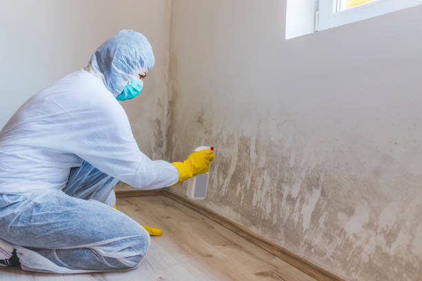 Best Toxic Mold Removal  in Edburgh, IN