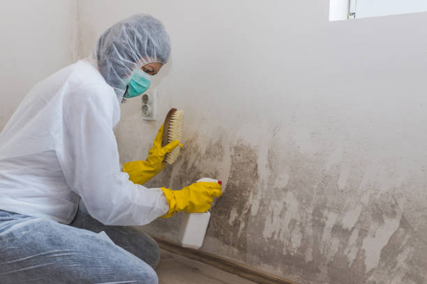 Best Attic Mold Removal  in Edburgh, IN