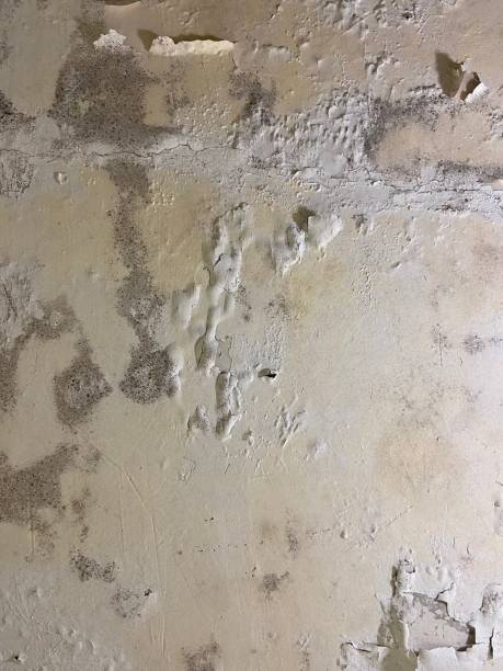 Best Mold Remediation  in Edburgh, IN