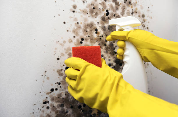 Best Emergency Mold Removal  in Edburgh, IN
