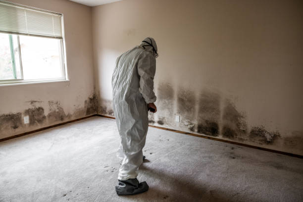 Best Certified Mold Removal  in Edburgh, IN