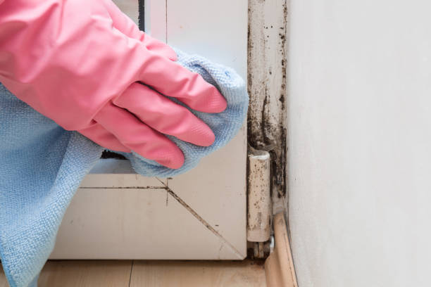Mold Removal Process in Edinburgh, IN