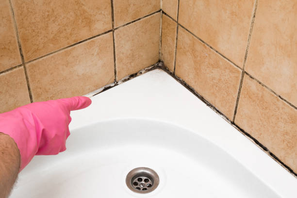 Best Professional Mold Removal  in Edburgh, IN